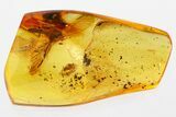 Detailed Fossil Predatory Snipe Fly (Rhagionidae) In Baltic Amber #310922-2